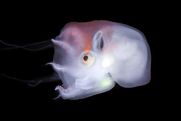 見(jiàn)面就是懟 《鬼劍豪》打造超震撼BOSS戰(zhàn)